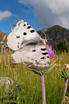 Apollo butterfly  (Parnasius apollo) feeding, Mount Terminillo, Rieti, Lazio, Italy, July 2011