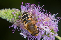 Hoverfly (Eristalis arbustorum) feeding, near Lago di Mezzano, Latera, Lazio, Italy, July