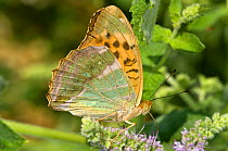 Silver-Washed Fritillary butterfly (Argynnis paphia) Montecucco, Umbria, Italy, July