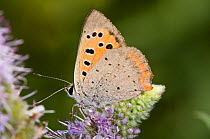 Small copper butterfly (Lycaena phlaeas) on flower, with wings closing, La Renara, Orvieto, Umbria, Italy, July