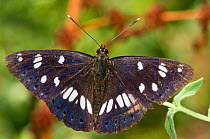 Southern White Admiral butterfly (Limenitis reducta) with wings spread, Podere Montecucco, Orvieto, Umbira, Italy, July