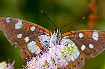 Southern White Admiral butterfly (Limenitis reducta) feeding on nectar, Podere Montecucco, Orvieto, Umbria, Italy, July