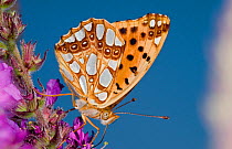 Queen of Spain fritillary butterfly (Issoria lathonia) feeding, Podere Montecucco, Orvieto, Umbria, Italy, July