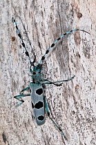 Alpine Longhorn Beetle (Rosalia alpina) a rare and protected longhorn beetle living on rotten chestnut trunks in the Italian Appennines, Camosciara, Italy, July