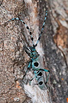 Alpine Longhorn Beetle (Rosalia alpina) a rare and protected longhorn beetle living on rotten chestnut trunks in the Italian Appennines, Camosciara, Italy, July