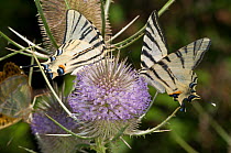 Scarce Swallowtail butterfly (Iphiclides podalirius) feeding on thistle, near Torrealfina, Orvieto, Italy, July