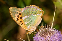 Silver-Washed Fritillary butterfly (Argynnis paphia) feeding, Montegiove near Orvieto, Umbria, Italy, July