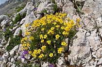Alpine rockrose (Helianthemum oelandicum) in flower, Terminillo, Rieti, Lazio. Italy, July