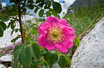 Alpine Rose (Rosa alpina) in flower, Mount Terminillo, Rieti, Lazio, Italy, July