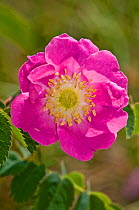 Alpine Rose (Rosa alpina) in flower, Mount Terminillo, Rieti, Lazio, Italy, July