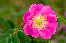 Alpine Rose (Rosa alpina) in flower, Mount Terminillo, Rieti, Lazio