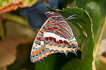 Two-tailed Pasha butterfly (Charaxes jasius) resting on leaf, Podere Montecucco. Orvieto, Umbria, Italy, August