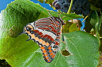 Two-tailed Pasha butterfly (Charaxes jasius) resting on leaf, Podere Montecucco. Orvieto, Umbria, Italy August