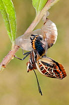 Emergence of Two-tailed Pasha butterfly  (Charaxes jasius) Podere Montecucco. Orvieot, Umbria, Italy August. Sequence 5 of 9