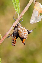 Emergence of Two-tailed Pasha butterfly (Charaxes jasius) Podere Montecucco. Orvieot, Umbria, Italy August. Sequence 8 of 9