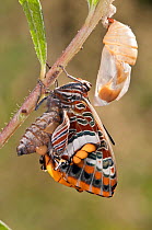 Two-tailed Pasha butterfly (Charaxes jasius) expanding wings after emerging, Podere Montecucco. Orvieot, Umbria, Italy August. Sequence 9 of 9