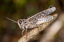 Short horned grasshopper (Calliptamus wattenwylianus) Torrealfina, near Orvieto, Italy, August