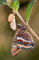 Newly emerged adult Two-tailed Pasha butterfly (Charaxes jasius) Podere Montecucco. Orvieto, Umbria, Italy August