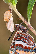Newly emerged adult  Two-tailed Pasha butterfly  (Charaxes jasius) Podere Montecucco. Orvieot, Umbria, Italy August