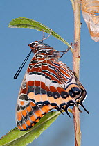 Newly emerged adult Two-tailed Pasha (Charaxes jasius) Podere Montecucco. Orvieot, Umbria, Italy August