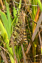 Ant Lion (Palpares libelluloides) adult on plant stem, Torrealfina, Orvieto, Umbria, Italy, April