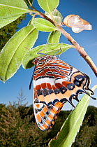 Newly emerged adult Two-tailed Pasha (Charaxes jasius) Podere Montecucco. Orvieto, Umbria, Italy August