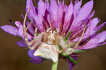 Crab Spider (Thomisus onustus) female on flower, Orvieto, Italy, July