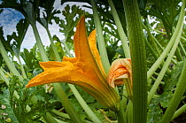 Flowers of Courgette / Zucchini (Cucurbita pepo) - male with stamens visible, in a garden near Orvieot, Umbria, Italy
