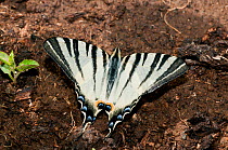 Scarce Swallowtail butterfly (Iphiclides podalirius) near Torrealfina, Orvieto, Italy