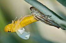 Leafhopper (Cicadella viridis) moulting to adult phase, Orieto, Umbria, Italy, August