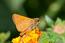 Large skipper butterfly (Ochlodes sylvanus) on flower,  near Torrealfina, Orvieto, Italy, August