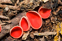 Scarlet cup fungus (Sarcoscypha coccinea)  Orvieto, Umbria, Italy, January