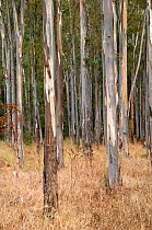 Blackwood Acacia (Acacia melanoxylon) woodland, near Su Gologone, Sardinia, Italy, January