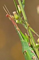 Pointed-nose grasshopper (Acrida ungarica) in a  garden of Podere Montecucco, Orvieto, Umbria, Italy, September