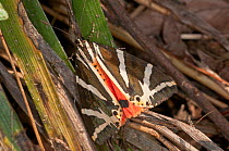 Jersey Tiger Moth (Euplagia quadripunctaria) Podere Montecucco, Orvieot, Umrbia, Italy, January