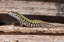 Italian Wall Lizard (Podarcis sicula) adult female, Orvieto, Italy, September