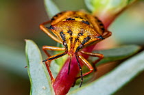 Orange Shield Bug (Carpocoris mediterraneus) on plant stem, St Agostino, Tarquinia, Lazio, Italy, September