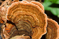 Leather Bracket fungus (Stereum subtomentosum) Cyprus
