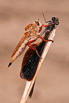 Red-legged robberfly (Engelepogon brunnipes) with  Damselfly (Zygoptera)  prey, Sardinia, Italy, September