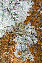 Lichen Spider (Philodromus margaritatus) camouflaged on lichen near Orveito, Umbria, Italy, September