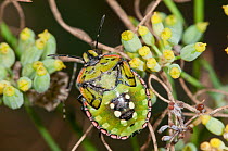 Shield Bug (Nezarla viridula) nymph, Podere Montecucco, Sugano, Orvieto, Italy, September