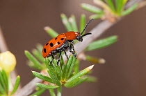 Spotted asparagus beetle (Crioceris duodecimpunctata) Tarquinia, Lazio, Italy, September