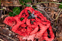 Basket Stinkhorn (Clathrus ruber) a fungus which resembles and smells like rotten flesh attracting flies as spore dispersers, near Castel Giorgio, Orvieto, Umbria, Italy, September
