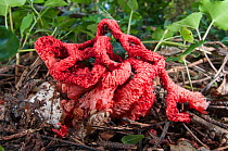 Basket Stinkhorn (Clathrus ruber) a fungus of which resembles and smells of rotten flesh attarcting flies in large numbers to disperse spores, near Castel Giorgio, Orvieto, Umbria, Italy, September