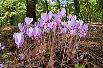 Sowbread (Cyclamen hederifolium) an autumn flowering species near the Etruscan tombs at Norchia, near Viterbo, Lazio, Italy, September