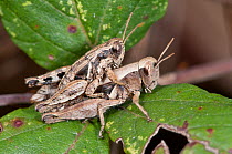 Short-horned grasshoppers (Calliptamus italicus) mating, showing sexual dimorphism, Pescia Romana, Tarquinia, Umbria, Italy, September