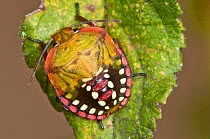 Shield Bug (Nezara viridula) on leaf, Orvieto, Umbria, Italy, September