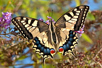 Common Swallowtail butterfly (Papilio machaon) backlit, Podere Montecucco, Orvieto, Umbria, Italy, September