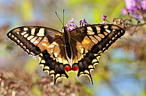 Common Swallowtail butterfly (Papilio machaon) backlit showing wing structure. Podere Montecucco, Orvieto, Umbria, Italy, October