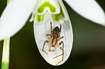 Spider (Anyphaena sp) hiding in snowdrop flower. Torralfina, Orvieto, Italy, October